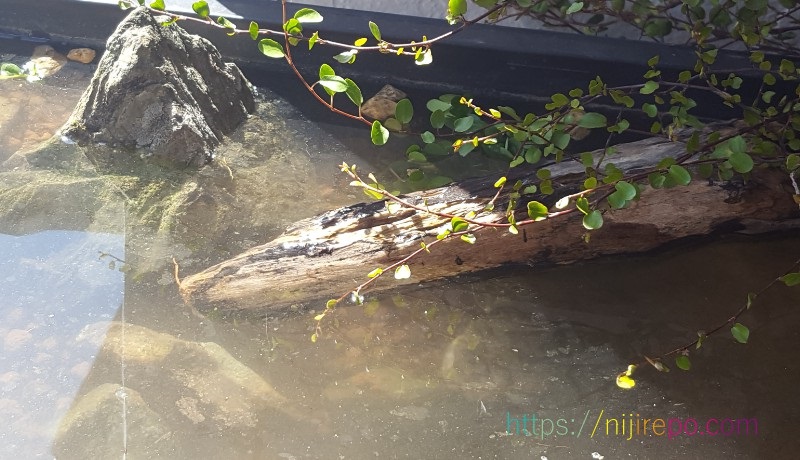メダカビオトープ注水直後水に浮かぶ流木
