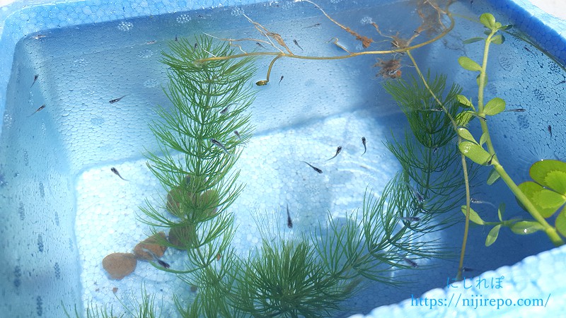 発泡スチロール水槽の中を泳ぐ大量の濡烏稚魚