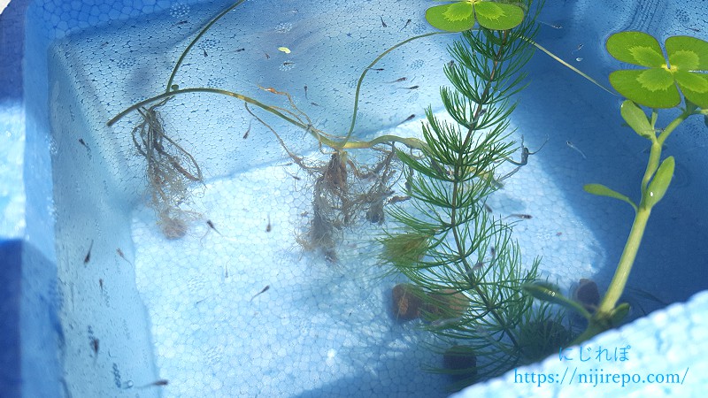 発泡スチロール水槽の中を泳ぐ大量のプラチナブルー-輝-稚魚