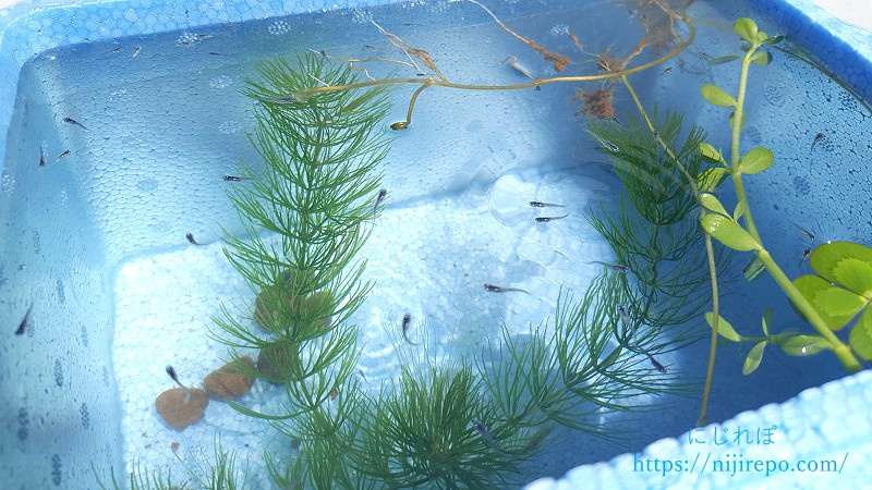 発泡スチロール水槽の中を泳ぐ大量のオーロラベルベットの稚魚