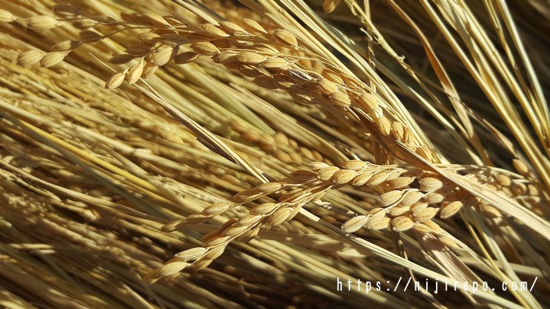 金沢加賀百万石ほんだ農場 稲わらの中にお米の入った稲が残っていた