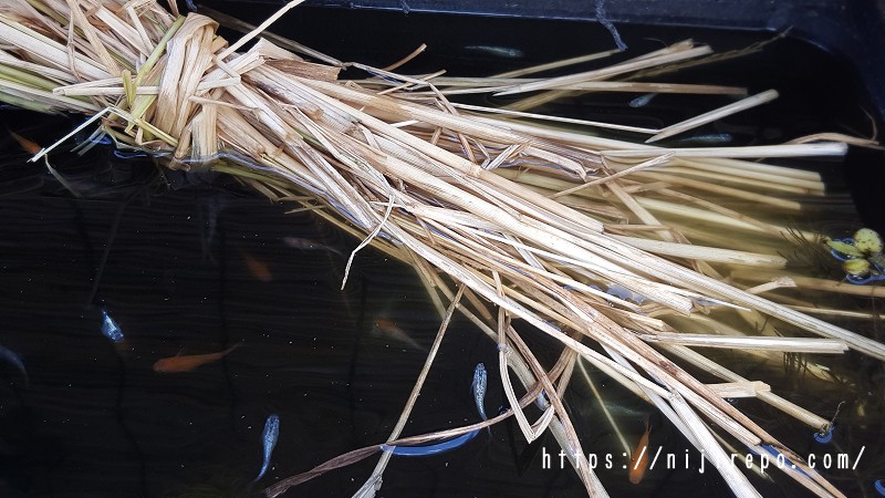 メダカの越冬対策のために稲藁を束にして水槽に沈める