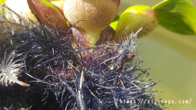 ホテイアオイの根についたメダカの卵