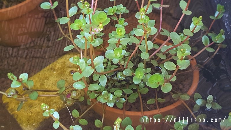 メダカビオトープのロタラ ロトンディフォリア 鉢植え