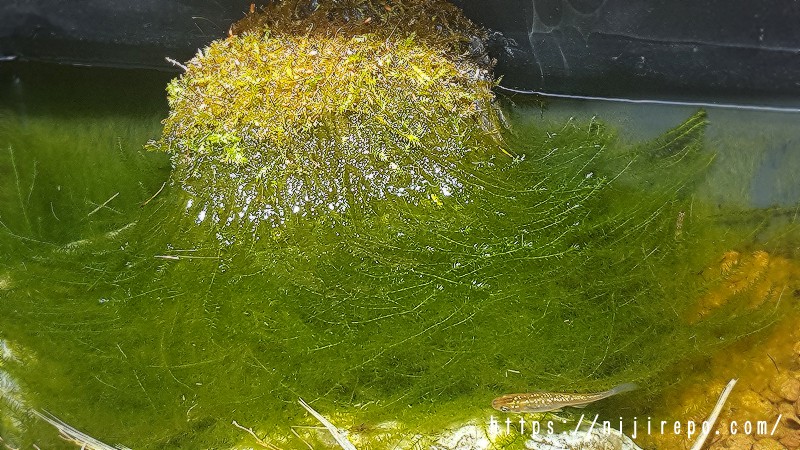 メダカビオトープのウィローモス 水上葉と水中葉