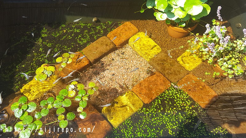 緑の絨毯ビオトープを目指してニューラージパールグラスとグロッソスティグマを植える約1か月後