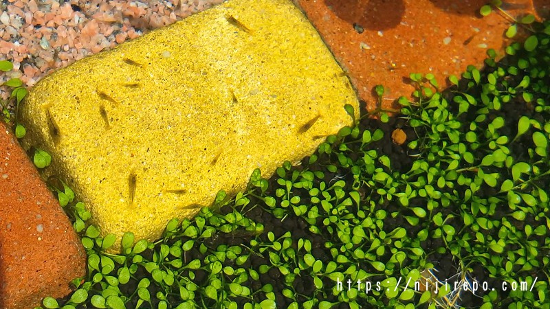 緑の絨毯ビオトープ 苔対策のためにミナミヌマエビを導入