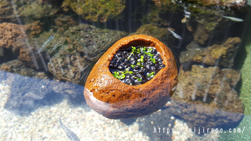 パールグラスを植えた軽石石鉢を水に浮かべる