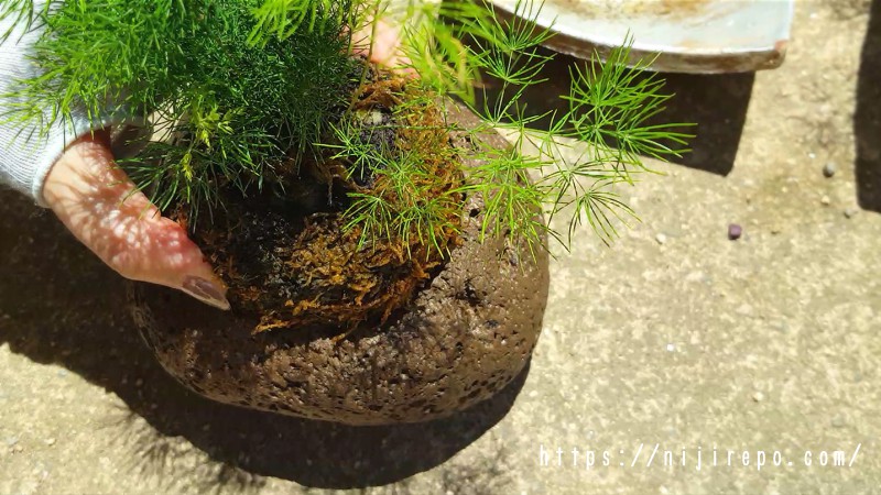 苔玉を盆栽鉢にセット