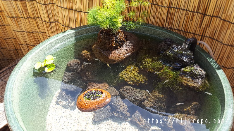 苔玉と溶岩石の睡蓮鉢メダカビオトープ